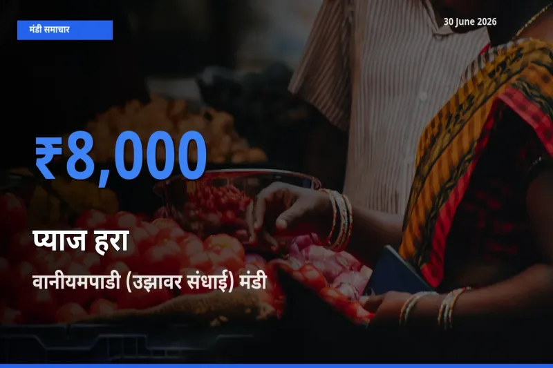 वानीयमपाडी (उझावर संधाई) में प्याज हरा का आज सबसे ऊँचा भाव
