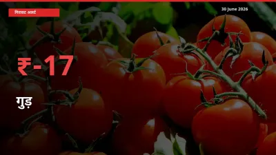 गुड़ के दाम प्रमुख मंडी में 17.25% गिरे, 24 घंटे में बड़ा बदलाव
