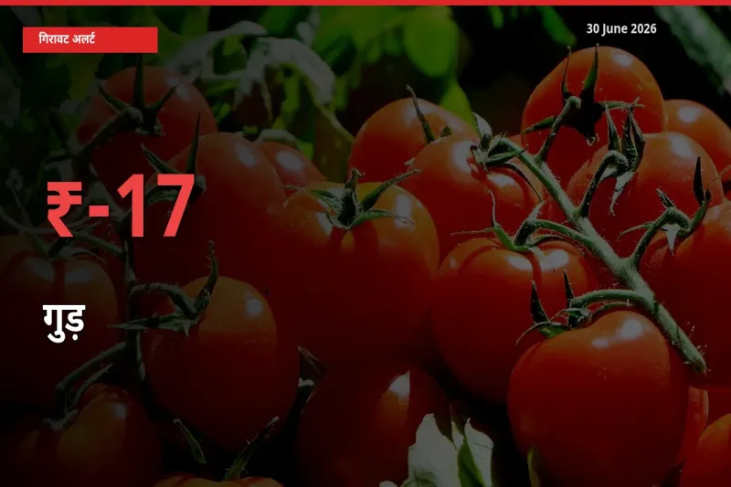 गुड़ के दाम प्रमुख मंडी में 17.25% गिरे, 24 घंटे में बड़ा बदलाव