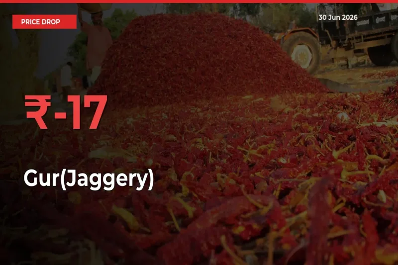 Farmers Alert as Gur(Jaggery) Prices Slide 17.25% in Local Mandis