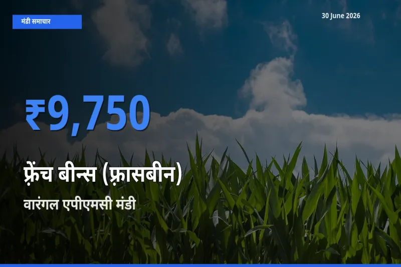 बाज़ार संकेत: वारंगल एपीएमसी बना फ़्रेंच बीन्स (फ़्रासबीन) के लिए आज की टॉप मंडी