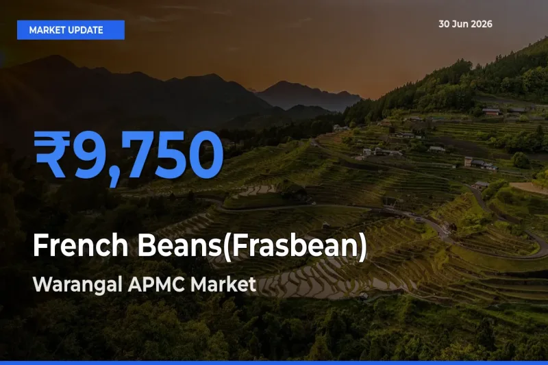 Farmers Prefer Warangal APMC as French Beans(Frasbean) Hits Highest Rate
