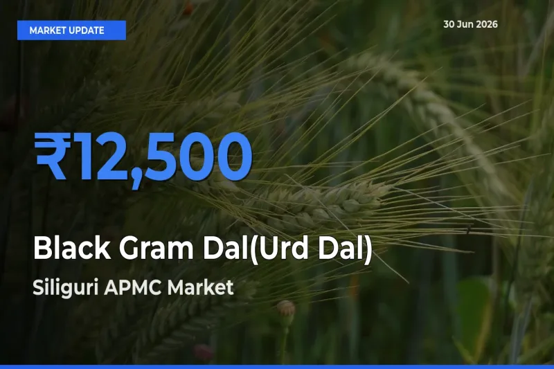 Siliguri APMC Emerges as Top Mandi for Black Gram Dal(Urd Dal) Prices Today