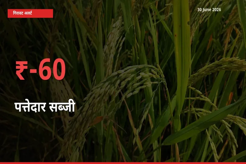 बाज़ार संकेत: पत्तेदार सब्जी के भाव मंडी में 60.36% नीचे