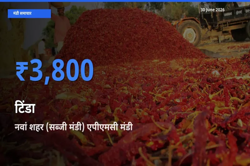 आज टिंडा के सबसे ऊँचे दाम ₹3,800 नवां शहर (सब्जी मंडी) एपीएमसी मंडी में