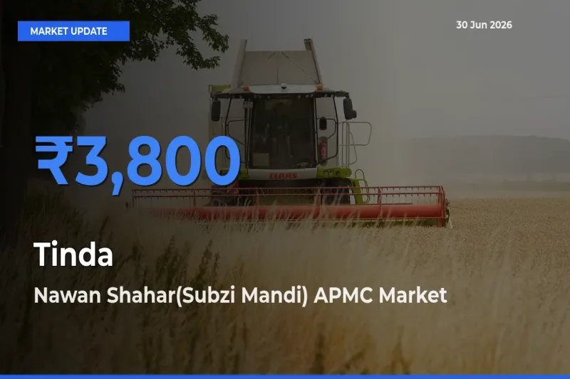 Tinda Mandi Rate Today: Nawan Shahar(Subzi Mandi) APMC Tops the List