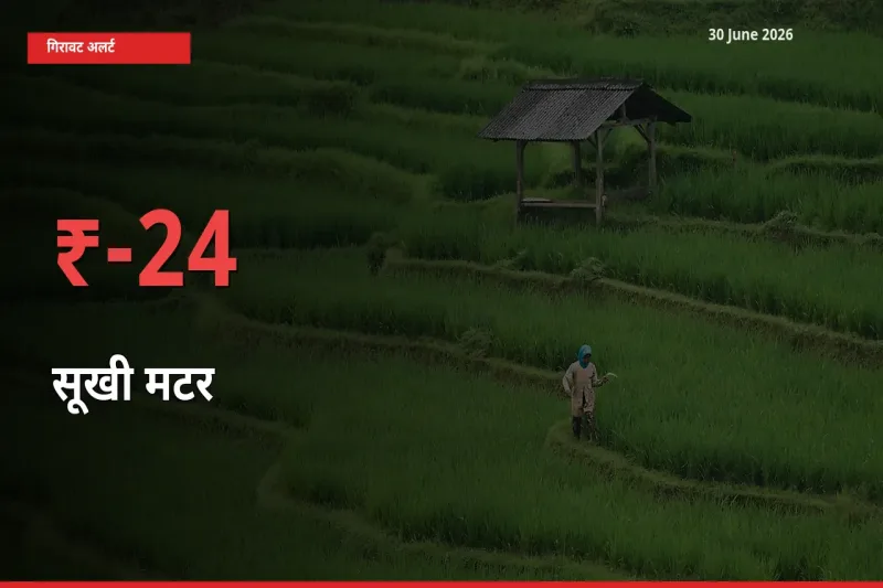 30 June अपडेट: सूखी मटर के दाम मंडी में 24.21% गिरे