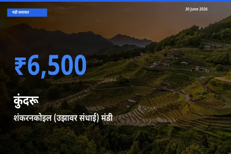 शंकरनकोइल (उझावर संधाई) में कुंदरू का आज सबसे ऊँचा भाव