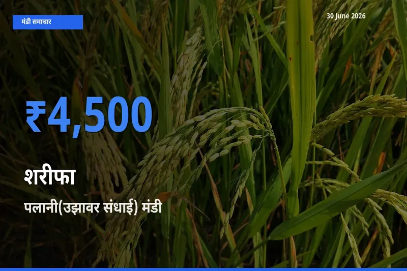 पलानी(उझावर संधाई) मंडी में शरीफा ₹4,500 पर पहुँचा – आज का सर्वोच्च भाव