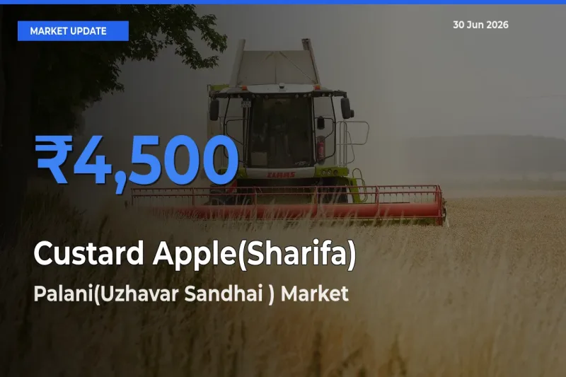 Palani(Uzhavar Sandhai ) Tops Custard Apple(Sharifa) Mandi Rates Today
