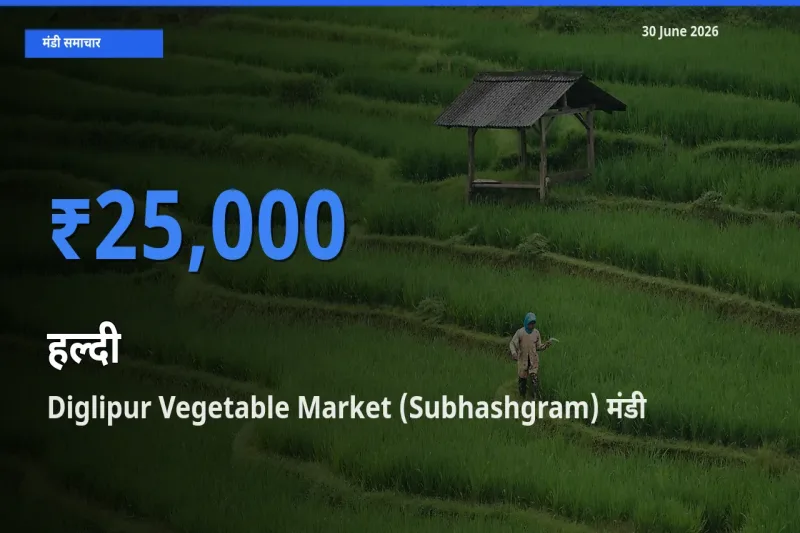 आज हल्दी के सबसे ऊँचे दाम ₹25,000 Diglipur Vegetable Market (Subhashgram) मंडी में