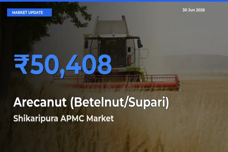 Shikaripura APMC Tops Arecanut (Betelnut/Supari) Mandi Rates Today