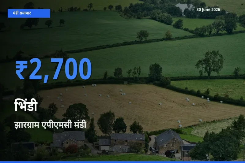 झारग्राम एपीएमसी में भिंडी का आज सबसे ऊँचा भाव