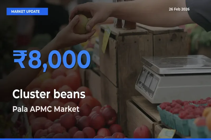 Pala APMC Leads as Top Mandi for Cluster beans Prices
