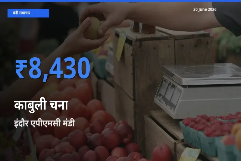 किसानों की पसंद बना इंदौर एपीएमसी, काबुली चना के सबसे अच्छे दाम