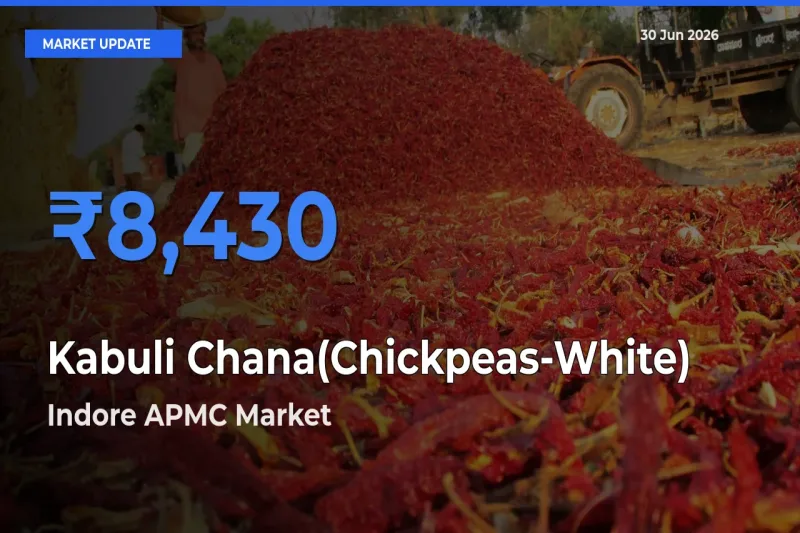 Indore APMC Records Highest ₹8,430 Rate for Kabuli Chana(Chickpeas-White)