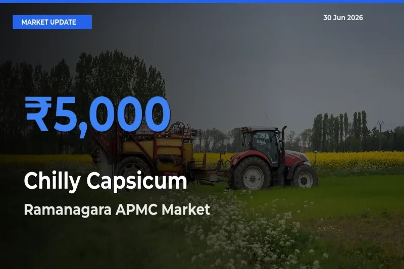 Ramanagara APMC Tops Chilly Capsicum Mandi Rates Today