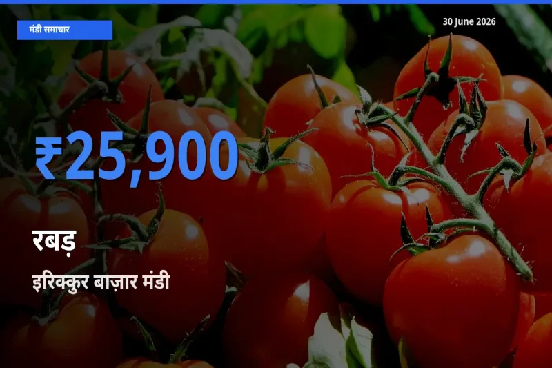 आज रबड़ के सबसे ऊँचे दाम ₹25,900 इरिक्कुर बाज़ार मंडी में