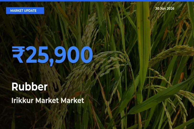 Irikkur Market Tops Rubber Mandi Rates Today