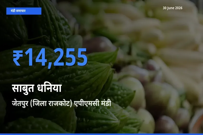 आज साबुत धनिया के सबसे ऊँचे दाम ₹14,255 जेतपुर (जिला राजकोट) एपीएमसी मंडी में
