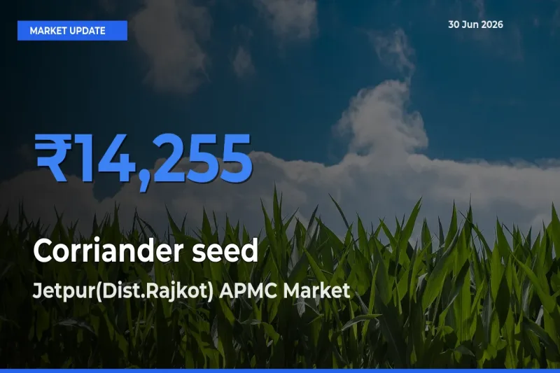 Jetpur(Dist.Rajkot) APMC Leads as Top Mandi for Corriander seed Prices