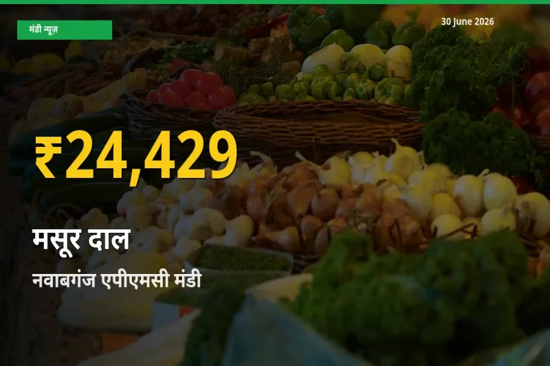नवाबगंज एपीएमसी में मसूर दाल ₹24,429 पर पहुँचा – अब तक का उच्चतम भाव