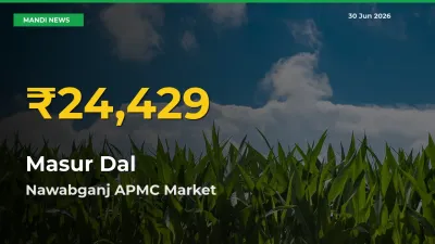 Masur Dal Hits Fresh High in Nawabganj APMC Today