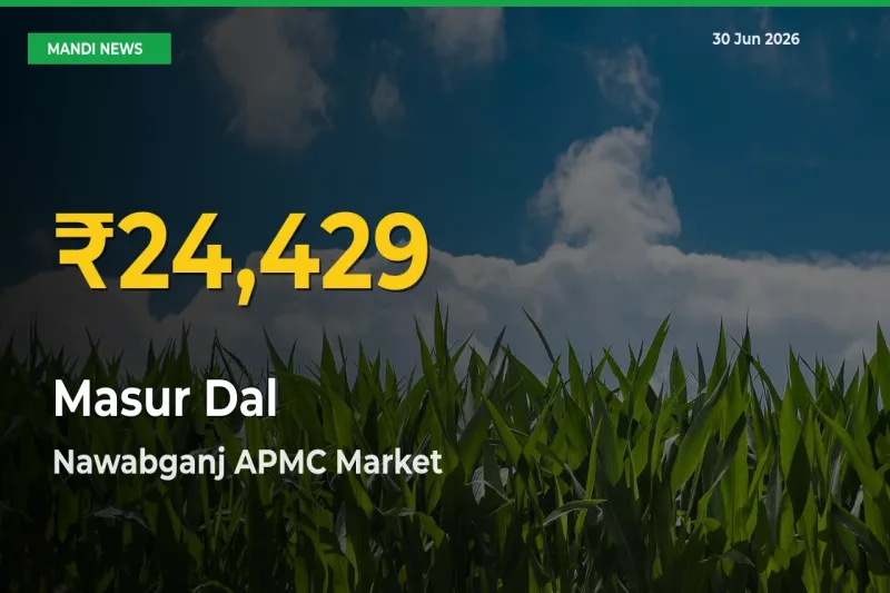 Masur Dal Hits Fresh High in Nawabganj APMC Today
