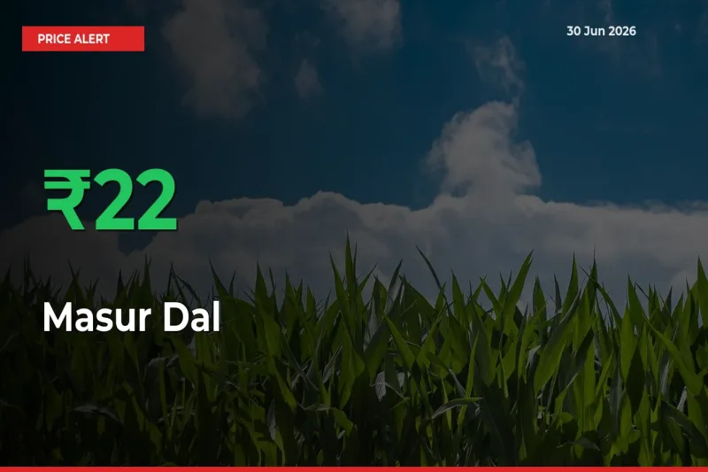 Farmers Cheer as Masur Dal Prices Surge 22.25% in Local Mandis