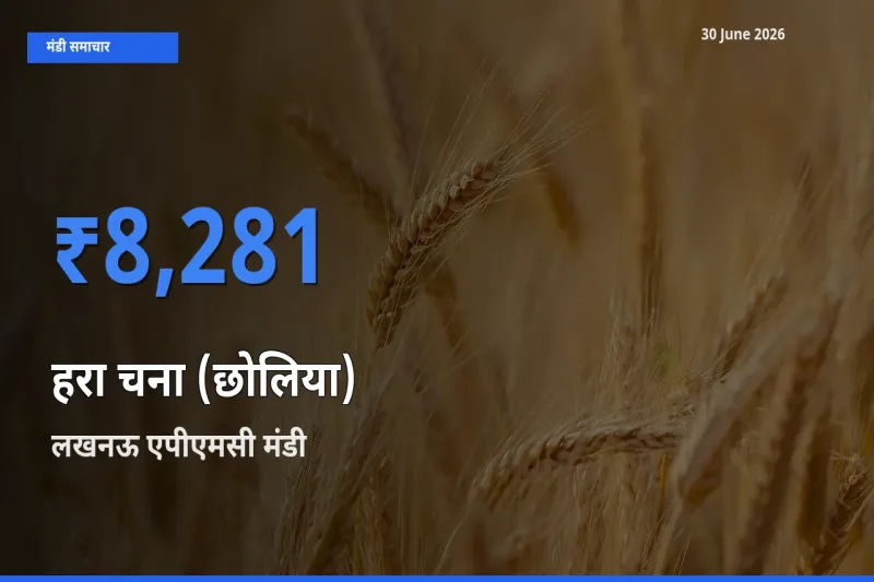 आज का मंडी भाव: हरा चना (छोलिया) के सबसे ज़्यादा दाम लखनऊ एपीएमसी में