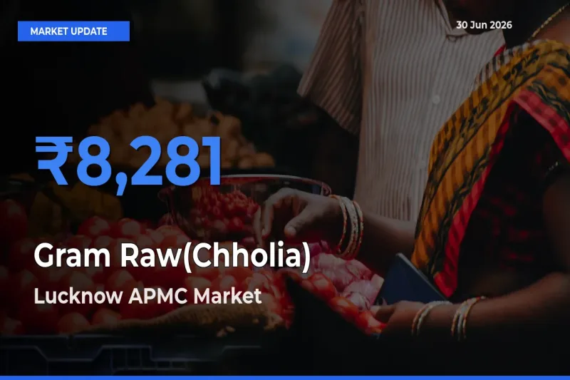 Lucknow APMC Offers ₹8,281 – Highest Gram Raw(Chholia) Rate Today