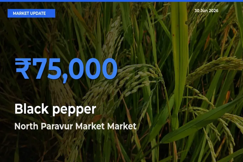 North Paravur Market Leads as Top Mandi for Black pepper Prices