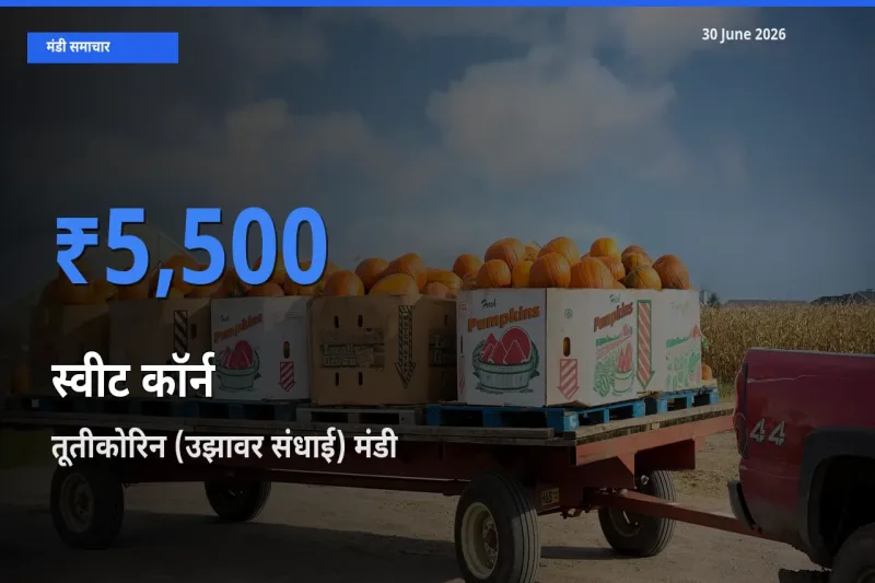 किसानों की पसंद बना तूतीकोरिन (उझावर संधाई), स्वीट कॉर्न के सबसे अच्छे दाम