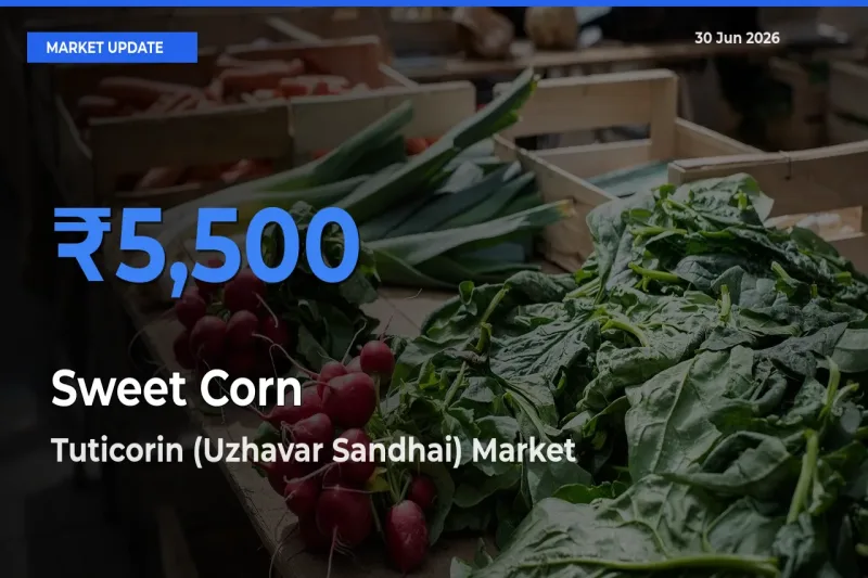 Tuticorin (Uzhavar Sandhai) Leads as Top Mandi for Sweet Corn  Prices