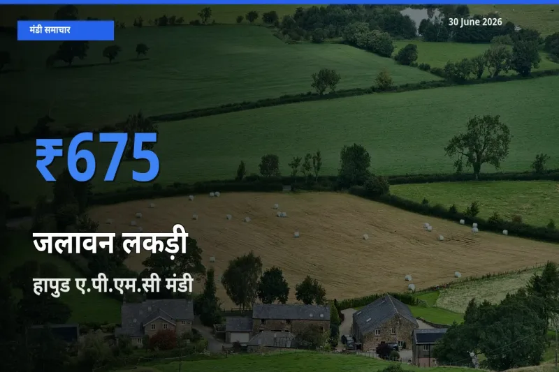 आज जलावन लकड़ी के सबसे ज़्यादा दाम हापुड ए.पी.एम.सी मंडी में दर्ज