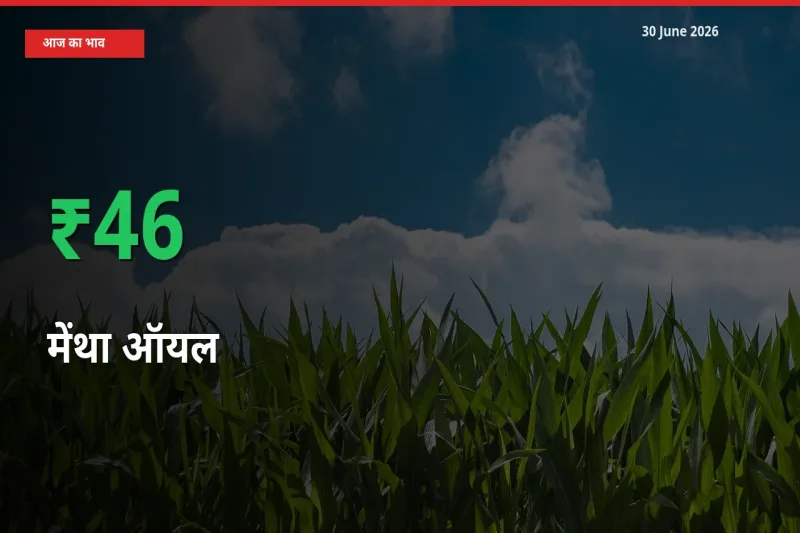 स्थानीय मंडी में मेंथा ऑयल के दाम अचानक 45.51% उछले, किसान सतर्क