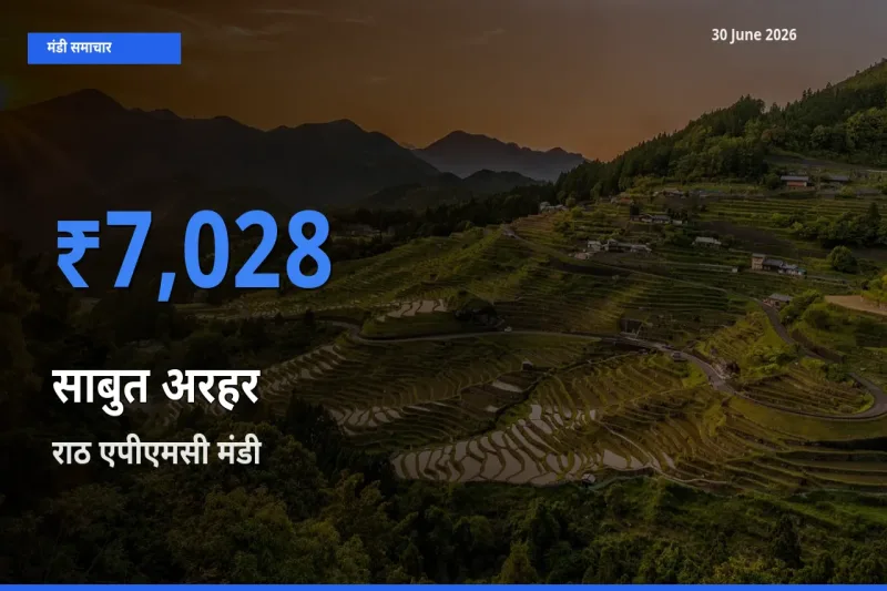 राठ एपीएमसी में साबुत अरहर का आज सबसे ऊँचा भाव