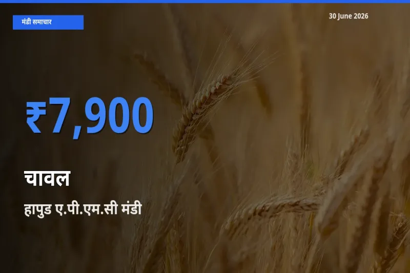 किसानों की पसंद बना हापुड ए.पी.एम.सी, चावल के सबसे अच्छे दाम