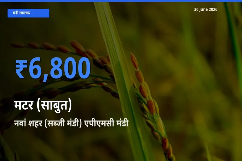 किसानों की पसंद बना नवां शहर (सब्जी मंडी) एपीएमसी, मटर (साबुत) के सबसे अच्छे दाम