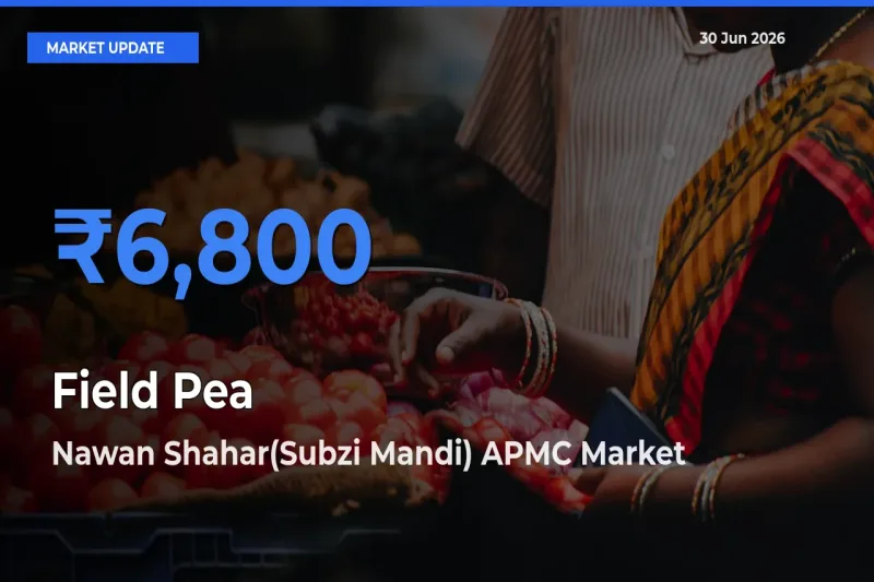 Market Watch: Nawan Shahar(Subzi Mandi) APMC Becomes Top Mandi for Field Pea
