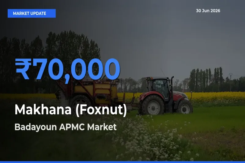 Farmers Prefer Badayoun APMC as Makhana (Foxnut) Hits Highest Rate