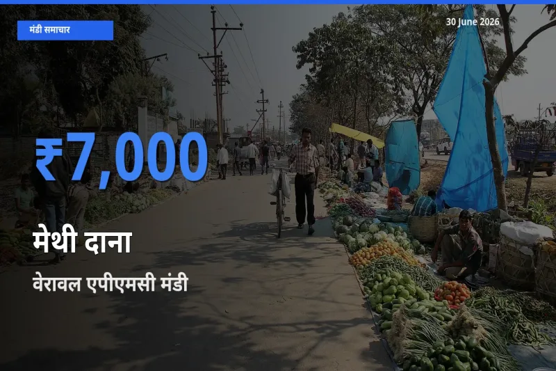 किसानों की पसंद बना वेरावल एपीएमसी, मेथी दाना के सबसे अच्छे दाम