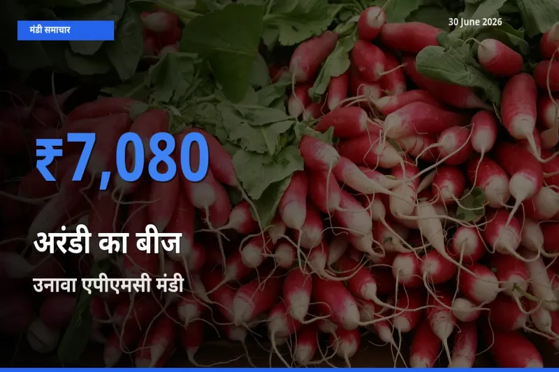उनावा एपीएमसी मंडी में आज अरंडी का बीज के सबसे ऊँचे दाम दर्ज