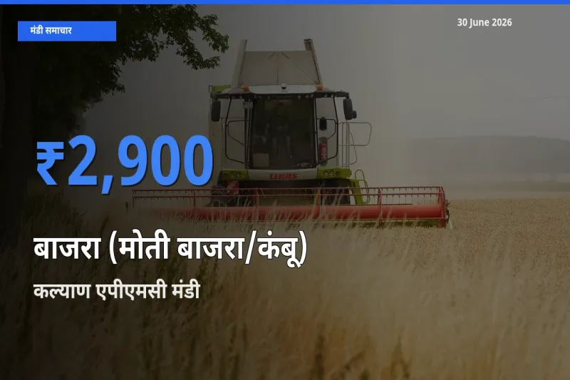 आज का मंडी भाव: बाजरा (मोती बाजरा/कंबू) के सबसे ज़्यादा दाम कल्याण एपीएमसी में