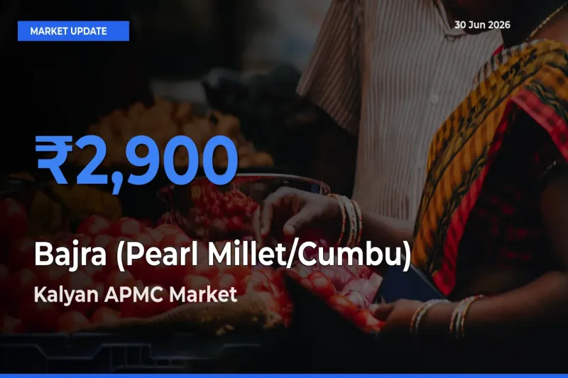 Bajra (Pearl Millet/Cumbu) Mandi Rate Today: Kalyan APMC Tops the List