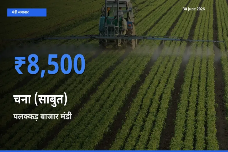 किसानों की पसंद बना पलक्कड़ बाजार, चना (साबुत) के सबसे अच्छे दाम
