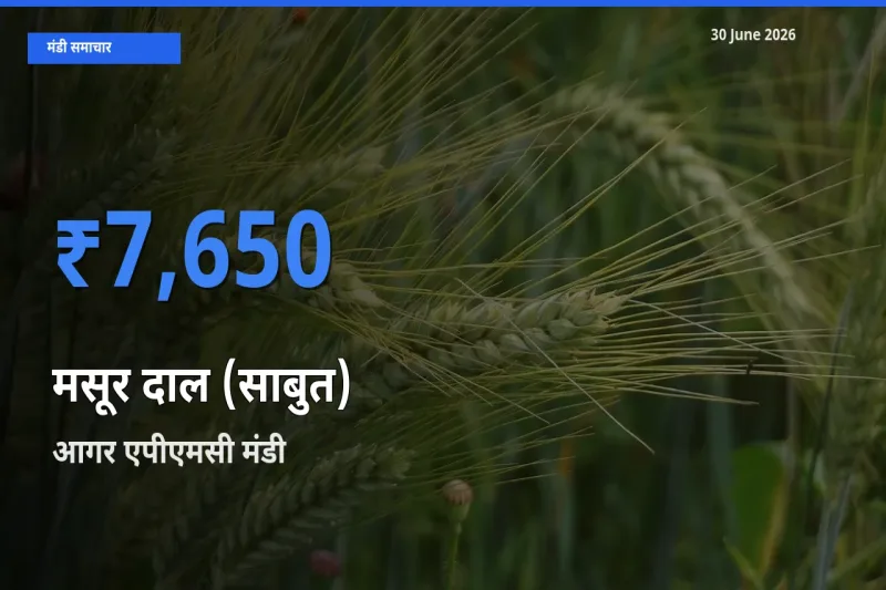 किसानों की पसंद बना आगर एपीएमसी, मसूर दाल (साबुत) के सबसे अच्छे दाम