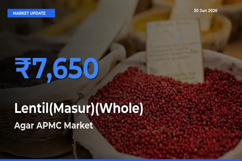 Agar APMC Tops Lentil(Masur)(Whole) Rates – June 30 Market Update