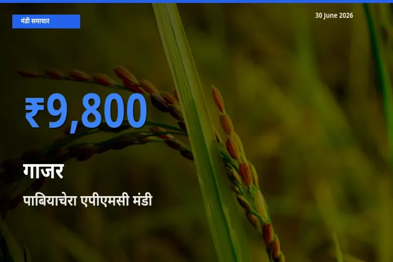 आज का मंडी भाव: गाजर के सबसे ज़्यादा दाम पाबियाचेरा एपीएमसी में