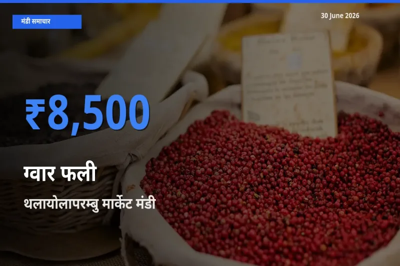 आज ग्वार फली के सबसे ऊँचे दाम ₹8,500 थलायोलापरम्बु मार्केट मंडी में